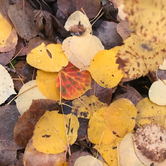 Meet your Posher, Maia - Picture 1 of 1